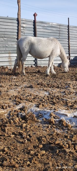 алтайская крупная дойная жеребая кобыла