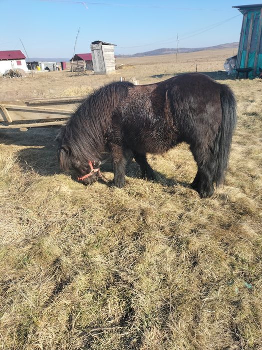 Vând sau schimb poneu cu un cal poneul de 6 ani castrat detalii la tel