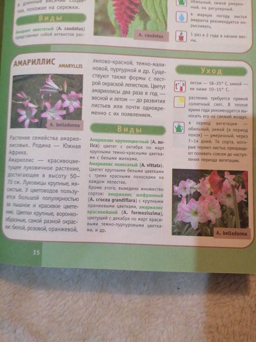 Продам луковицы аморалиса .