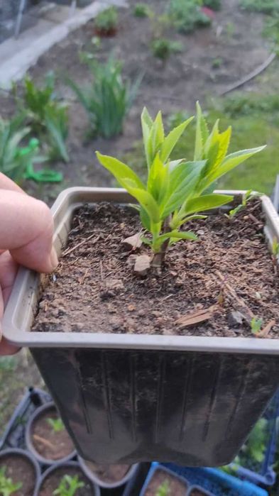 Продам саженцы гортензии