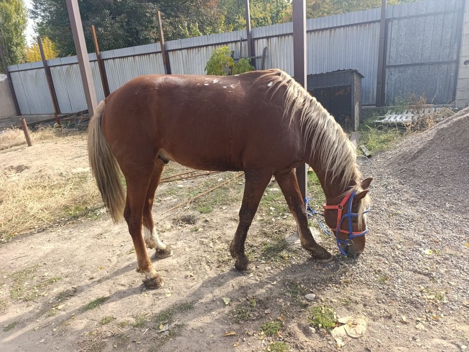 Айғыр сатылады 6 жасар