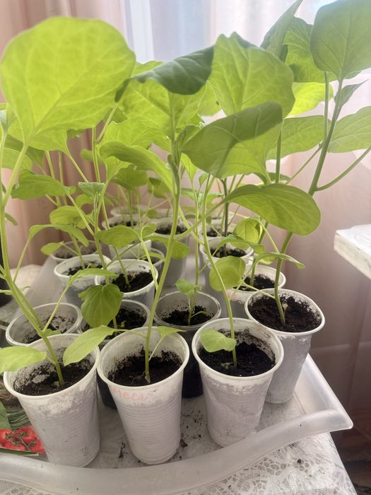 Продам расаду баклажан