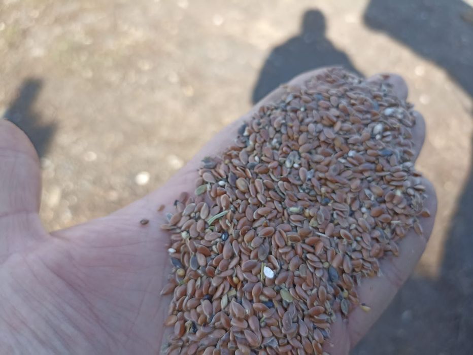 Семечки.Платный чат! Все корма.