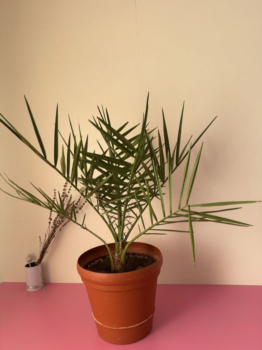 Продам финиковую пальму