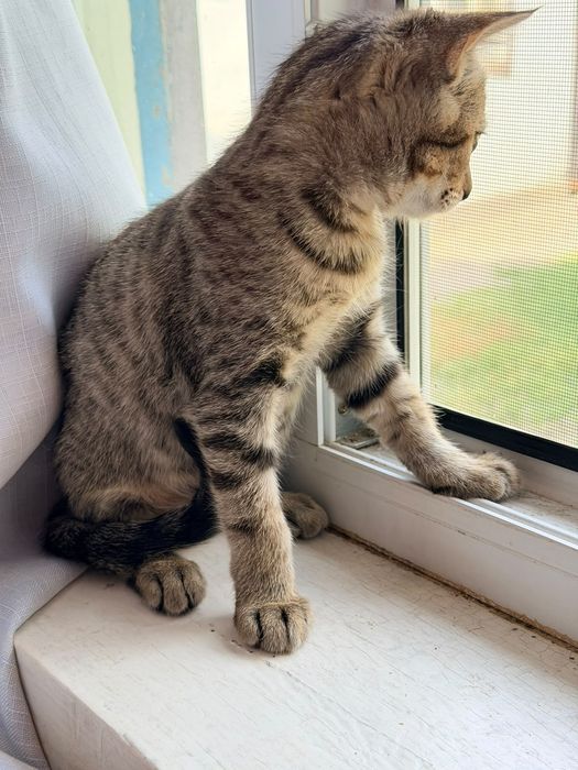 Отдам бесплатно котенка мальчик