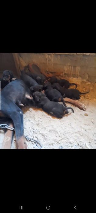 Продается щенков Добермана