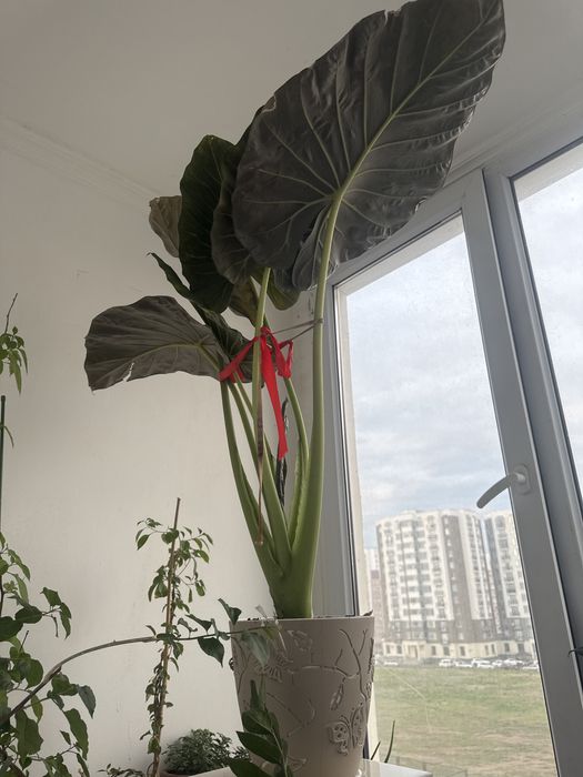 Уй гулдери срочно сатылады