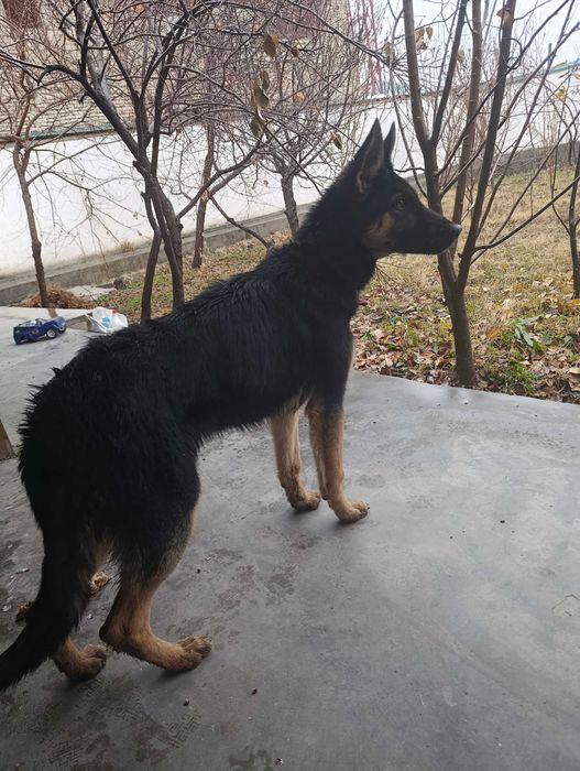 Афчарка қони тозза