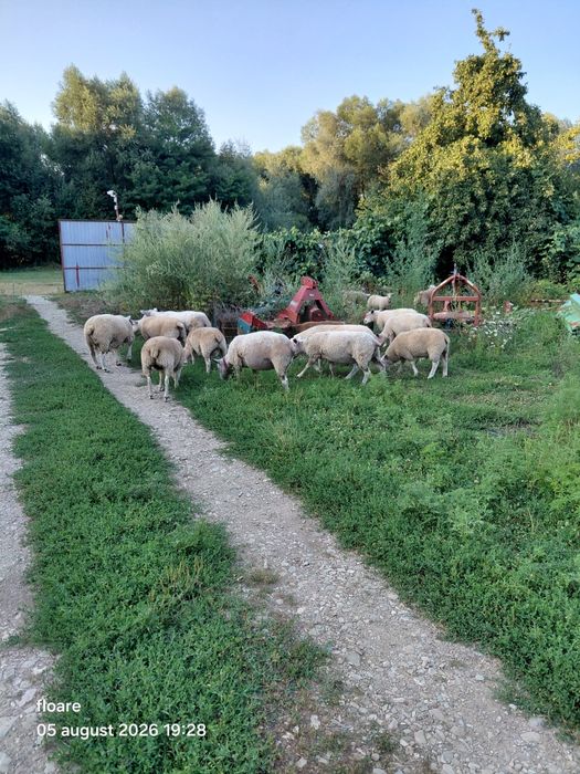 Oi berbec texel 12 bucati