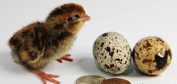 Navoiy viloyati Qiziltepa