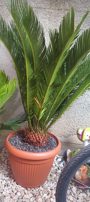 Palmier cicas revoluta Japonez la ghiveci .plante exotice la ghiveci