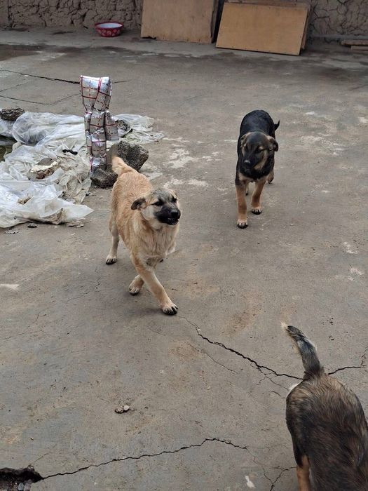 Собака одается в хорошие руки