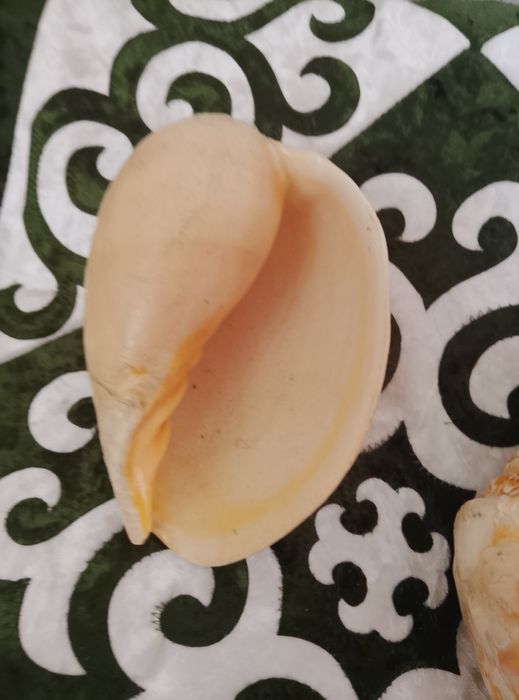 Ракушки океанские