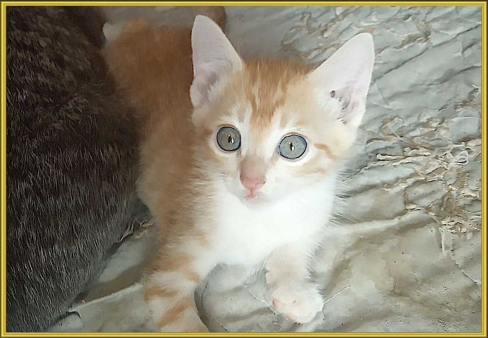 Котята в ответственные руки