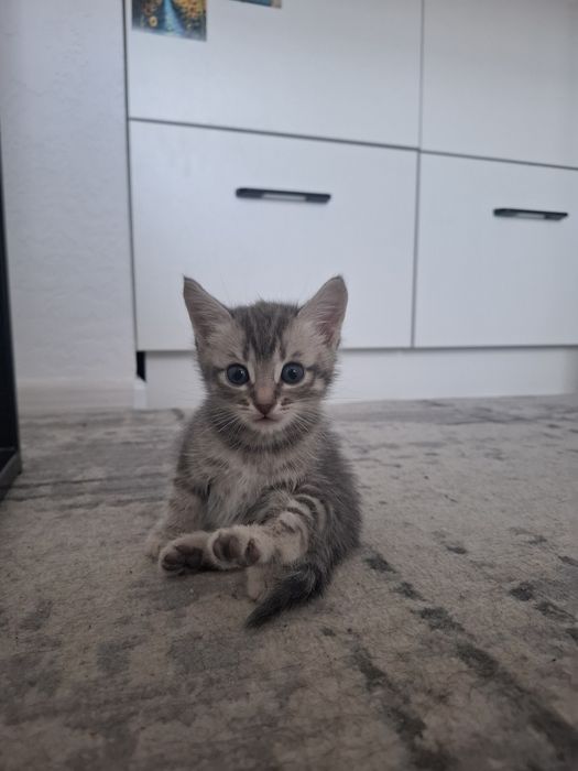 Котёнок шотландский