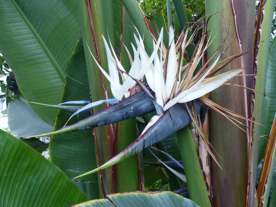 Strelitzia (Pasarea Paradisului) in ghiveci (neinflorita)