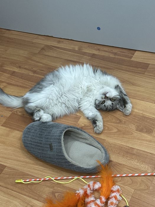 Отдам кошку в добрые руки
