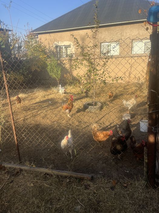 кораз сатылады срочно