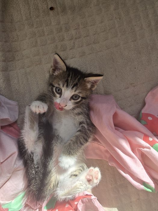 Девочка и мальчик   отдам в заботливые руки