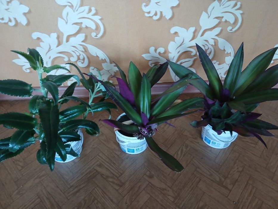 Комнатные цветы разные