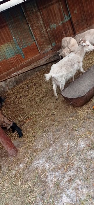 Лакты ешки сатылады