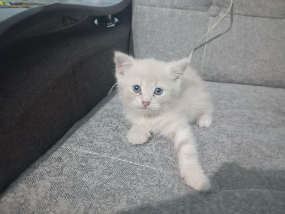 Кошки британские