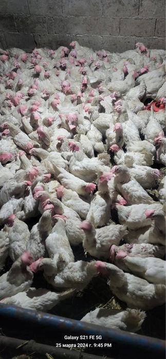 Куры несушки легорны 1