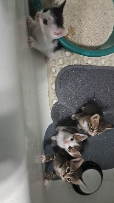Orfani sunt 4 pisoiași de 1 luna, urgent adapost Bucuresti