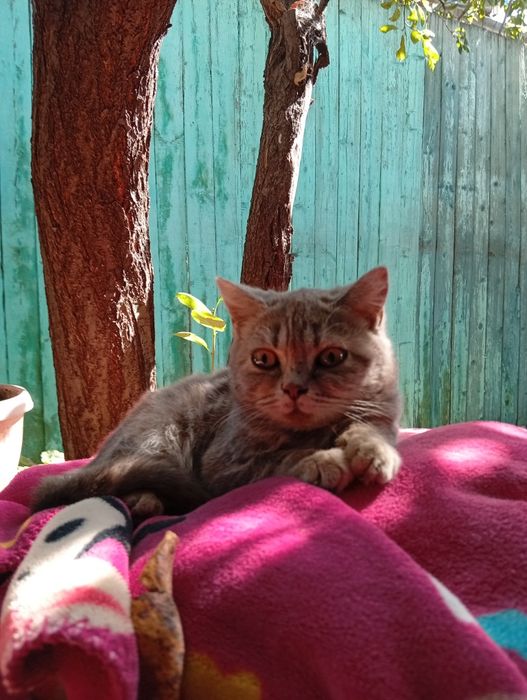 Отдам шотландских котят