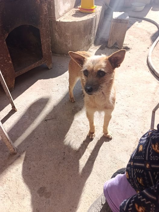 Отдам даром сабак