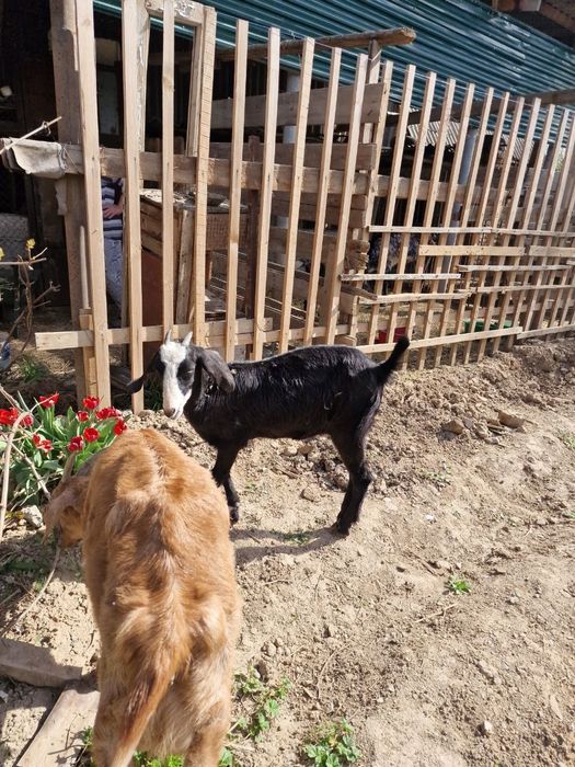 Продам коз ешкі сатам