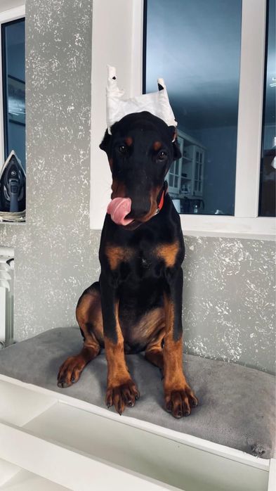 Продам щенков добермана