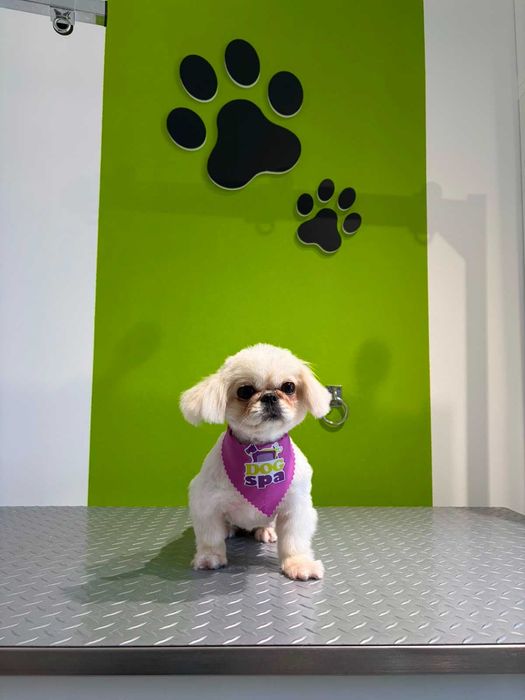Frizerie canina Targoviste - salon DogSpa Beauty, programari online