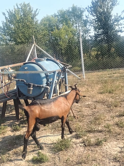 Țap alpin& anglonubian