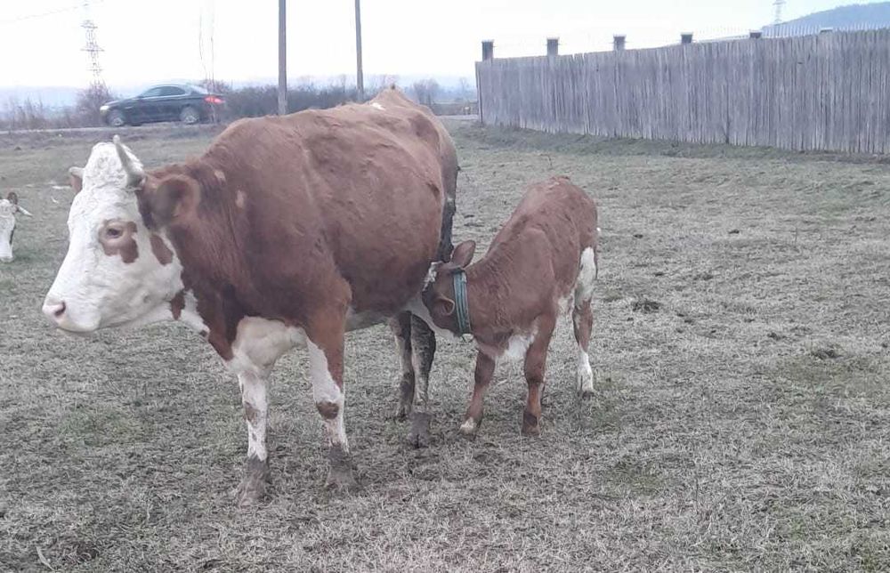 Vand 2 vaci de rasa (Baltata Romaneasca ), fiecare vaca cu vitea