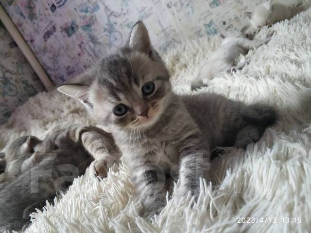 Британская малышка