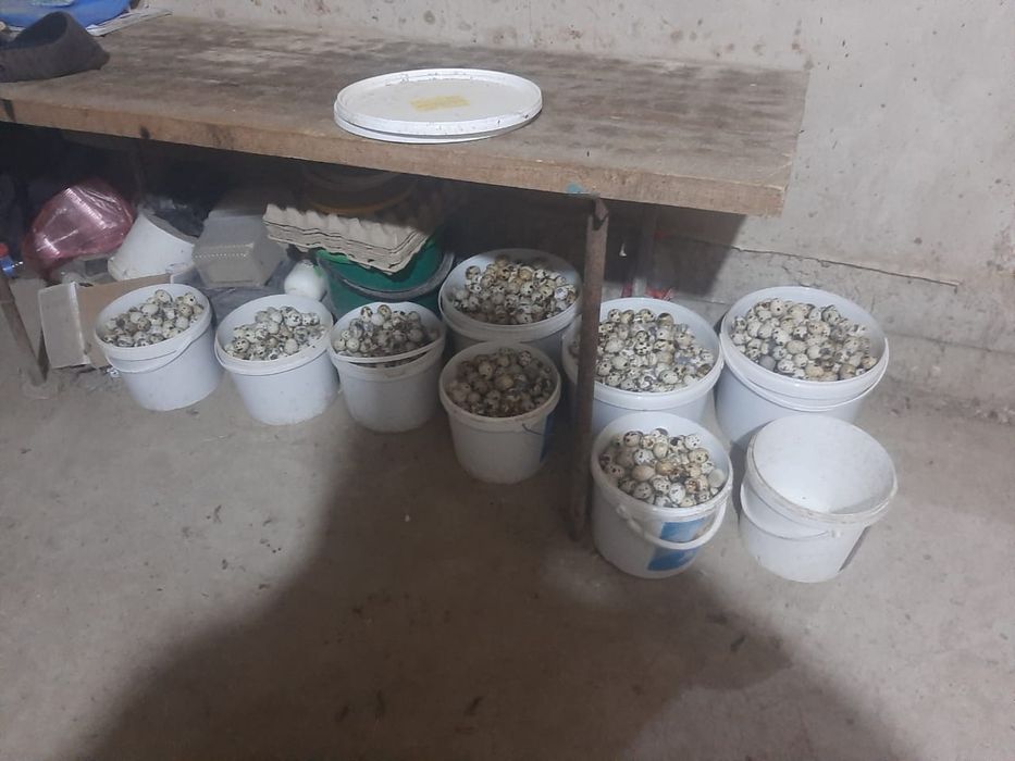 Бөдене жұмыртқасы еті