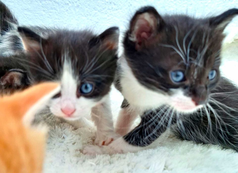 Adoptie pui de pisica superb