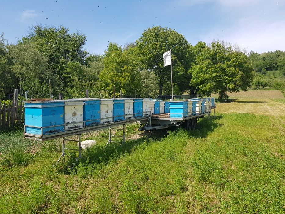 Vând familii de albine