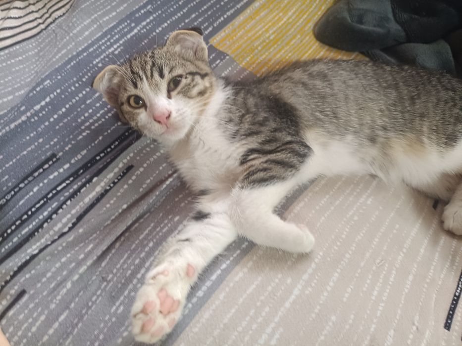 Котята от вислоухой кошки