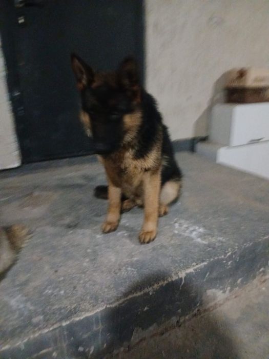 Продается немецкая овчарка  мальчик