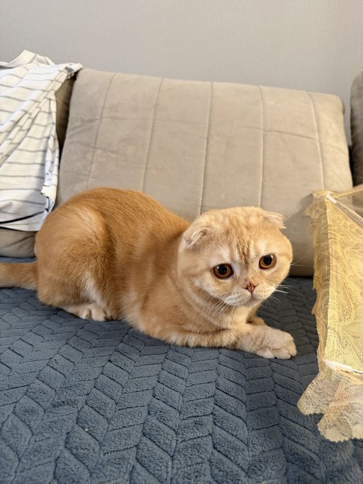вислоухая кошка
