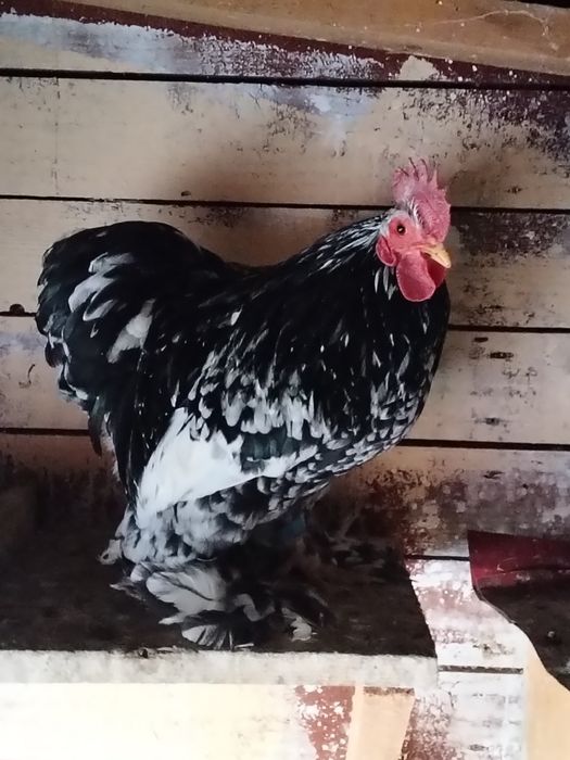 De vânzare cocos și gainuta