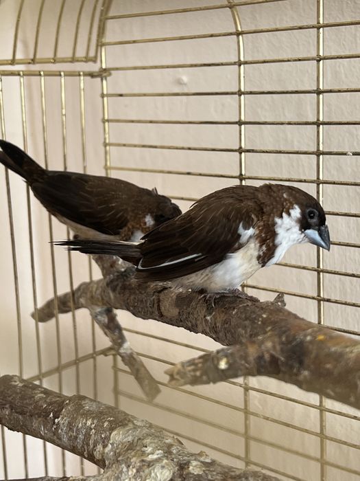 Амадины японские пара