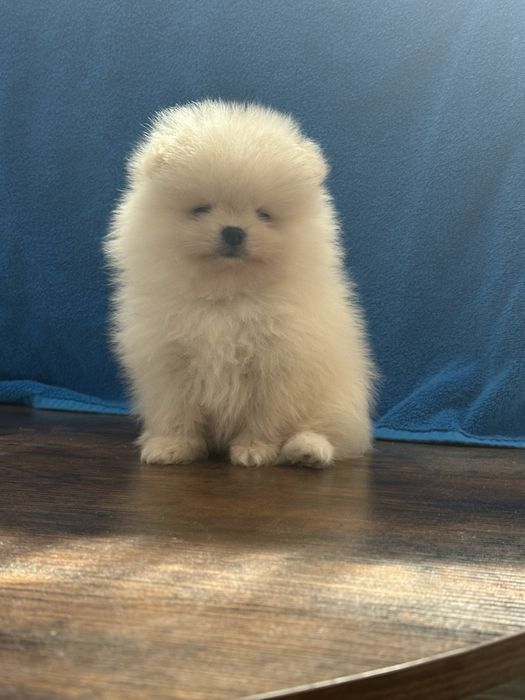 Мъжко мини померанче / Мъжки померан