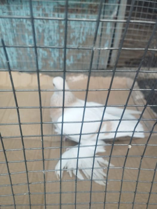 Продам самку 2025 года