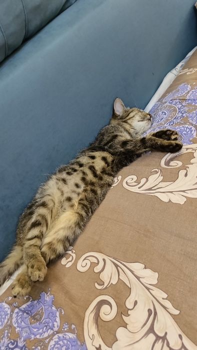 СРОЧНО отдаем котят в добрые руки срочно!