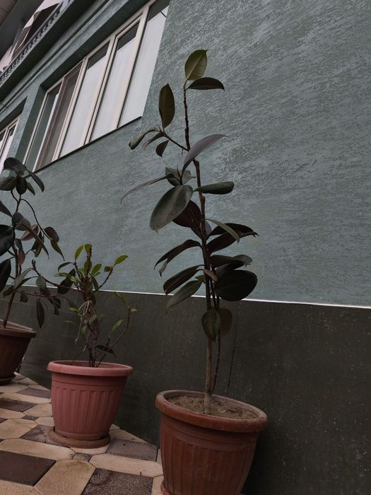 Фикус усимлиги сотилади