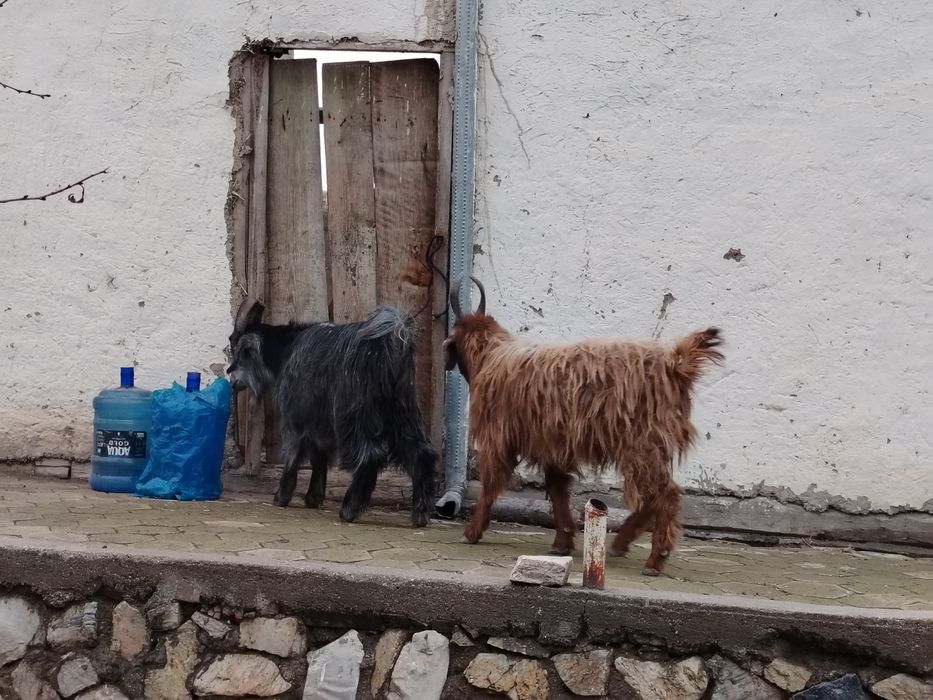 Semiz Sarka va moda qisir uloqlar sotiladi narxi