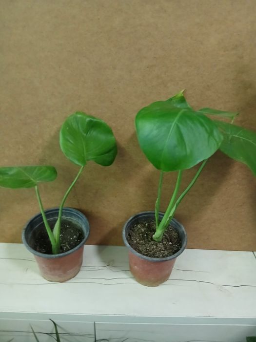 Монстера крупный сорт